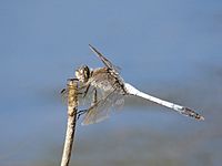 Orthetrum caledonicum Gibb Creek