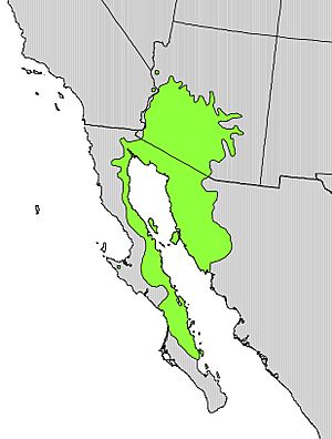 Parkinsonia microphylla range map.jpg