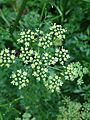 Parsley flower with pollinator