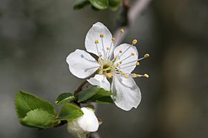 Prunus insititia 01.jpg