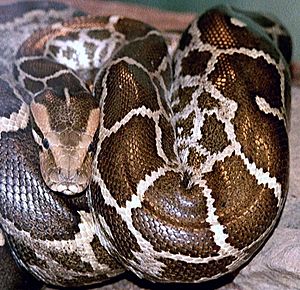 Python molurus molurus 2.jpg