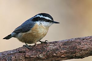 Red-breasted-Nuthatch