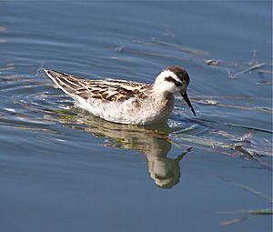 Red-necked Phalarope winter plumage