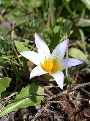 Romulea bulbocodium 1