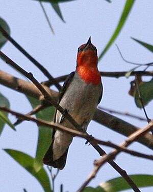 Scarlet-headed Flowerpecker (Dicaeum trochileum trochileum).jpg