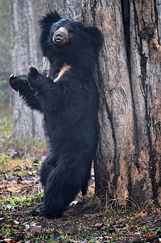 Standing Sloth Bear