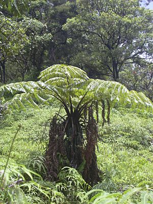 Starr 040713-0079 Cibotium menziesii.jpg