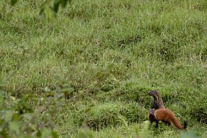 Stripe-necked Mongoose Herpestes vitticollis