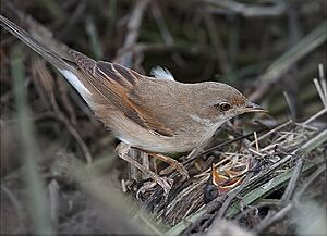 Sylvia communis 1 (Martin Mecnarowski)