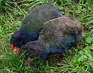 Takahe parent and child 2