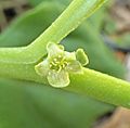 Tetragonia flower MRD Otari