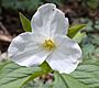 Trillium grandiflorum 042316.jpg