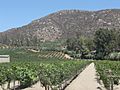 Viñedos Valle de Guadalupe B.C