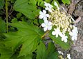 Viburnum opulus