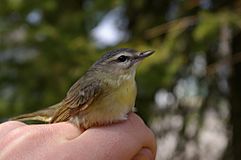 Vireo philadelphicus.jpg