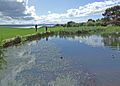 Visitor centre pond - geograph.org.uk - 870026