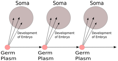 Weismann's Germ Plasm