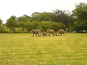 Whipsnade2