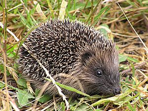 Young hedgehog