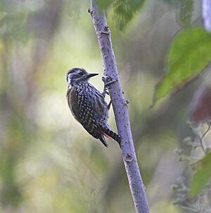 Abyssinian Woodpecker.jpg