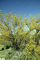 Acacia constricta WPC