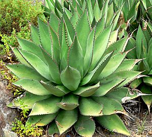 Agave shawii 1.jpg