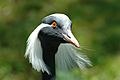 Anthropoides virgo -Cape May Zoo, New Jersey, USA -head-8a (1)