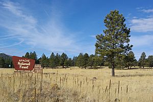 Apache national forest