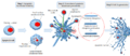 Apoptotic cell disassembly