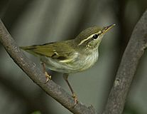 Arctic Warbler 4683b.jpg