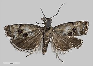 Asterivora urbana AMNZ21802.jpg