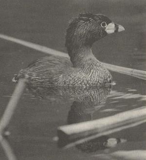 Atitlán Grebe.jpg