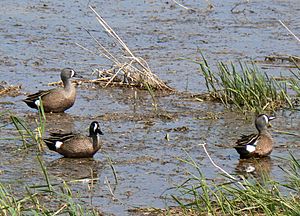 Blue winged teals1c