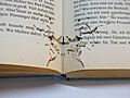 Bookworm traces