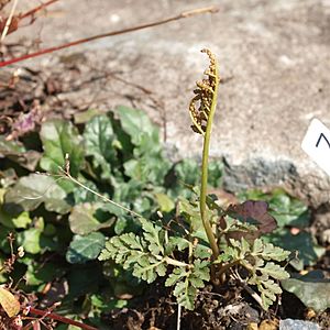 Botrychium rugulosum by OpenCage