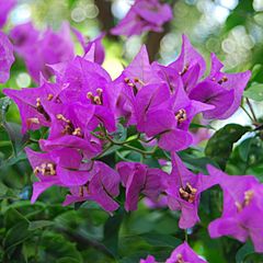 BougainvilleaSpectabilis.JPG