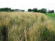 Breeding nursery of Thinopyrum intermedium