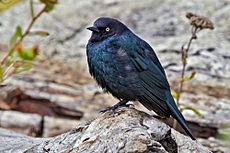 Brewers Blackbird Esquimalt Lagoon