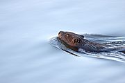 Castor canadensis provancher2.jpg