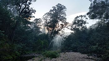 Catherine River in Victoria.jpg