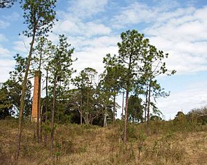 Central Sugar Mill Ruins.jpg