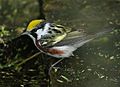 Chestnut-sided Warbler Tex