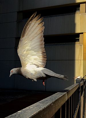 Chicago pigeon in flight 2