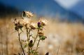 Cirsium - thistle