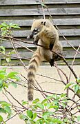 Coati roux Amiens 1