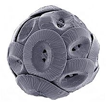 Coccolithus pelagicus.jpg