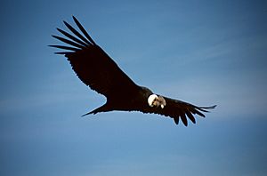 Colca-condor-c03