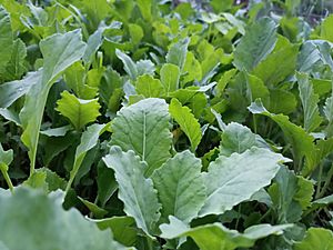 Collard Plants