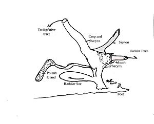 Cone shell venom apparatus