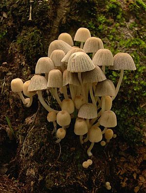 Coprinus disseminatus